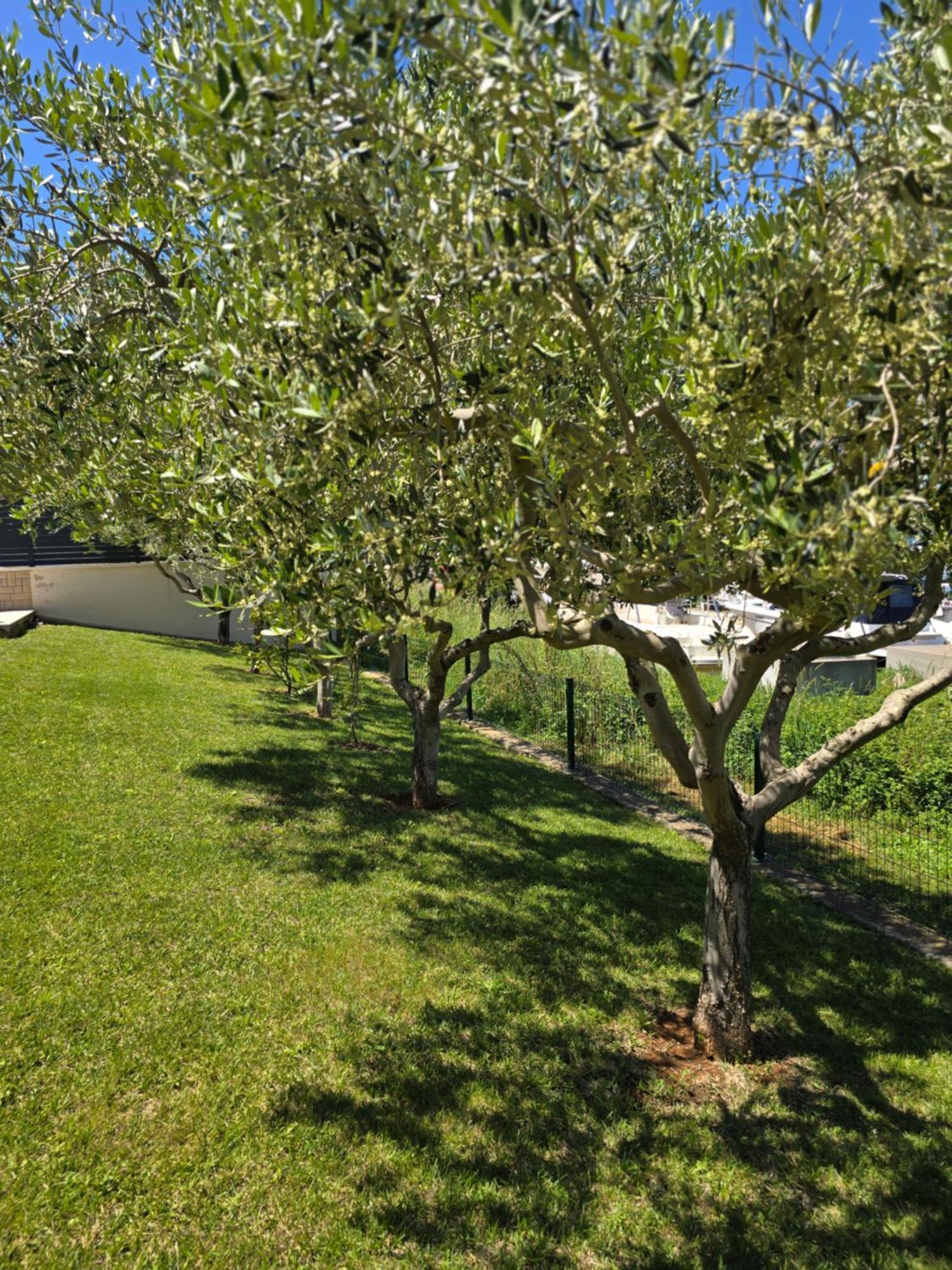 Olive Garden, Apartment With A Private Pool Banjole Dış mekan fotoğraf